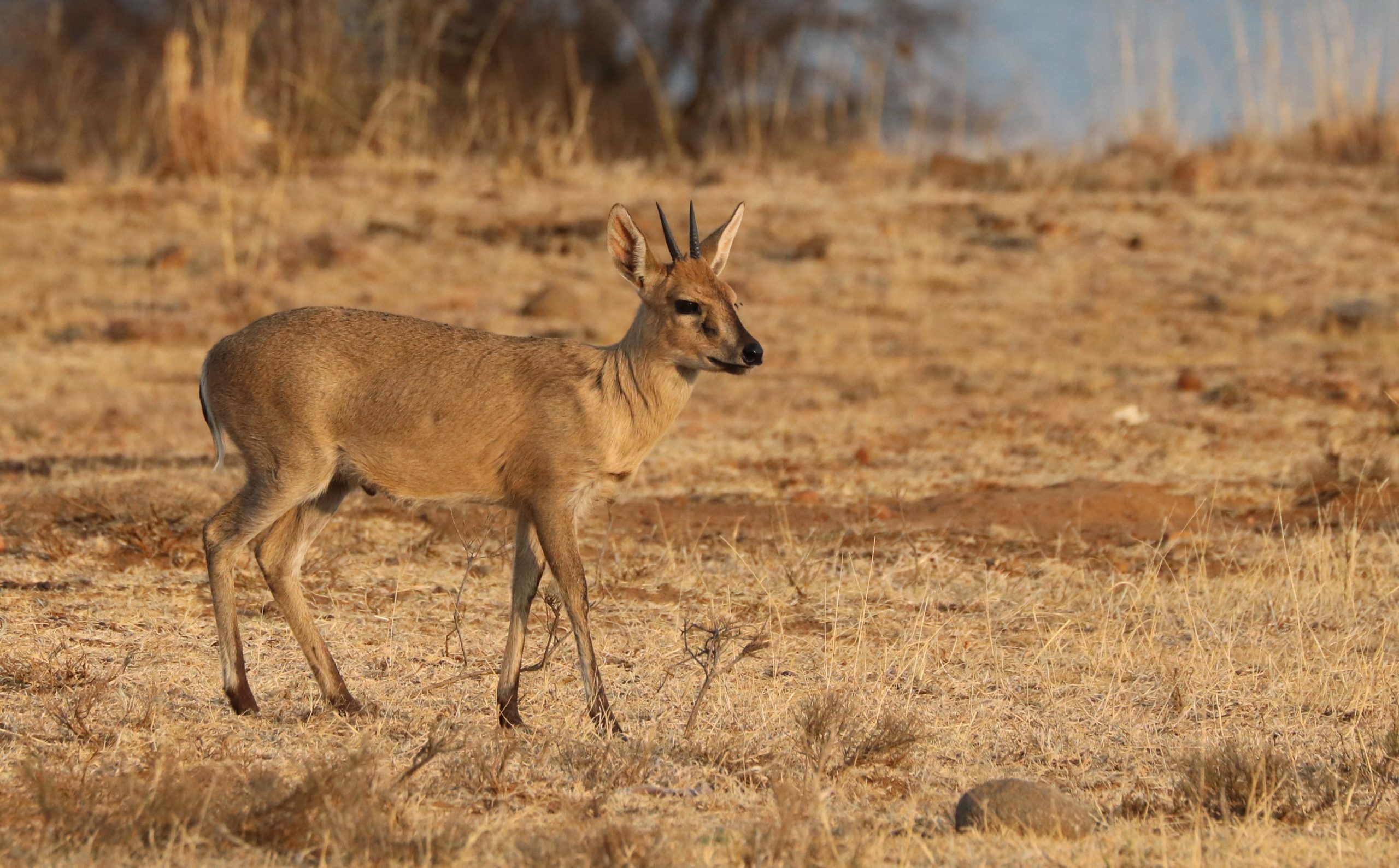 duiker-3923798 Duiker-Lodge